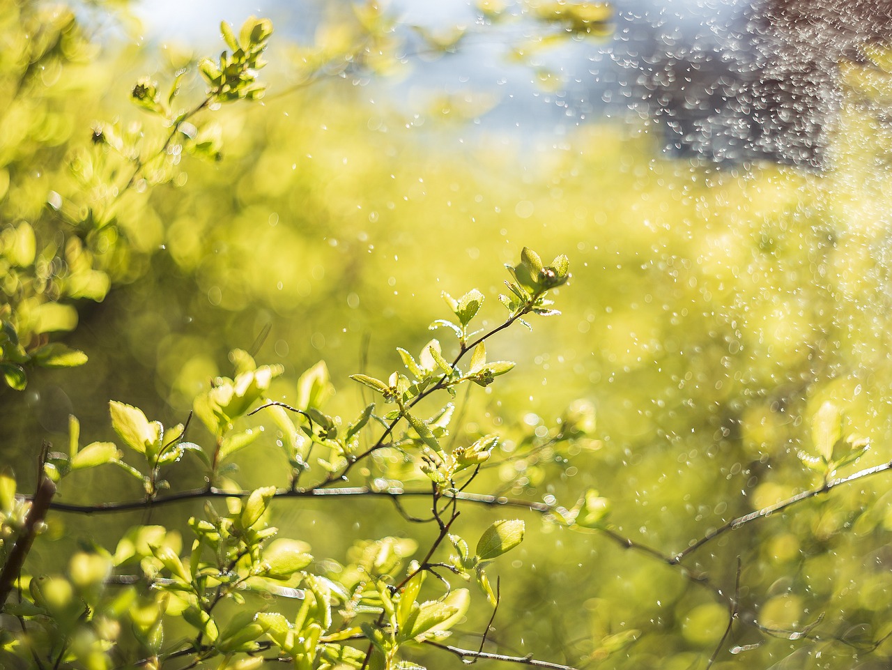 The Connection between Green Spaces and Mental Health